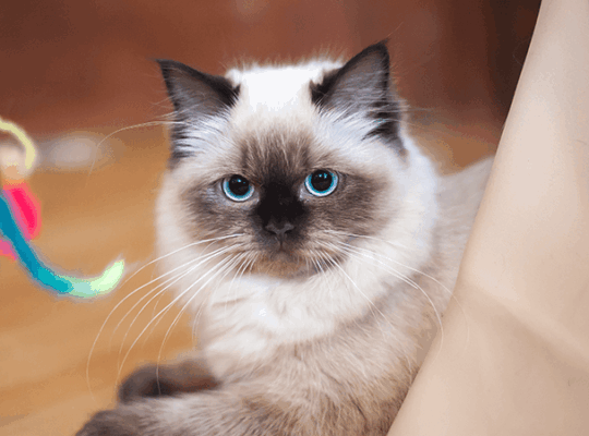 Breeder Ragdolls White cat