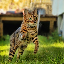 Животный мир